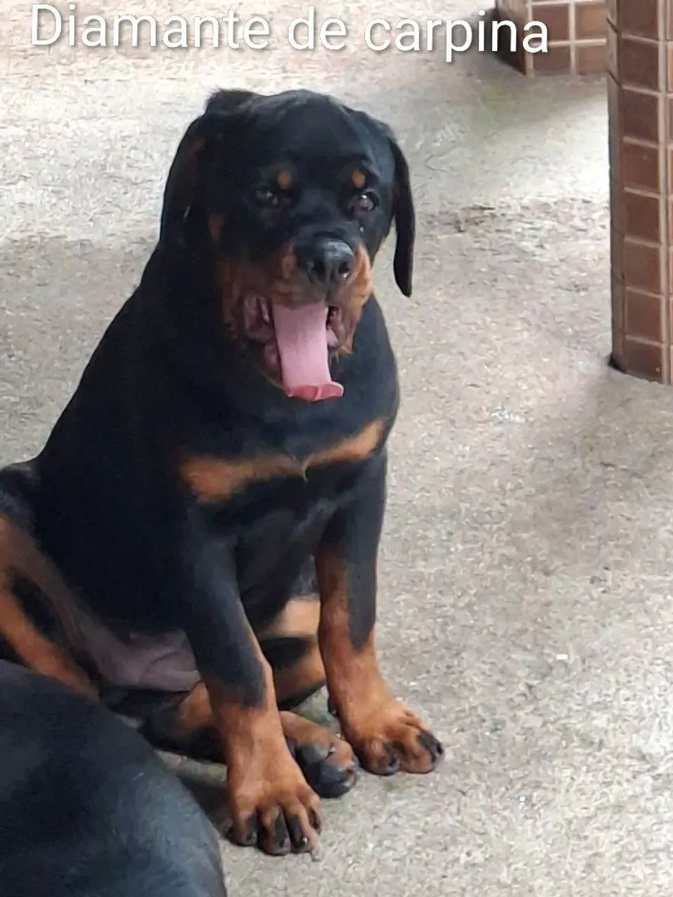 rottweiler 