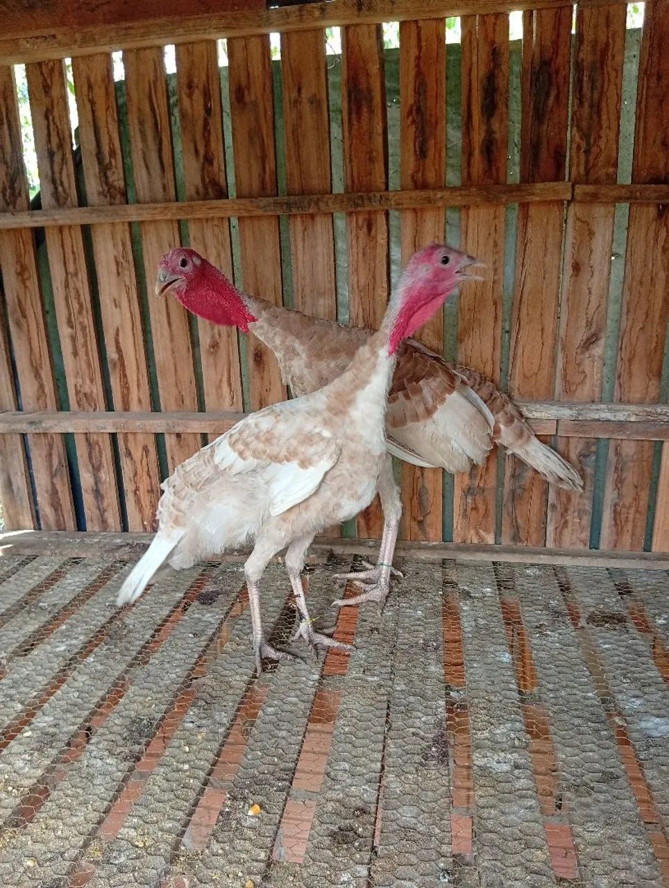 Casal de perus