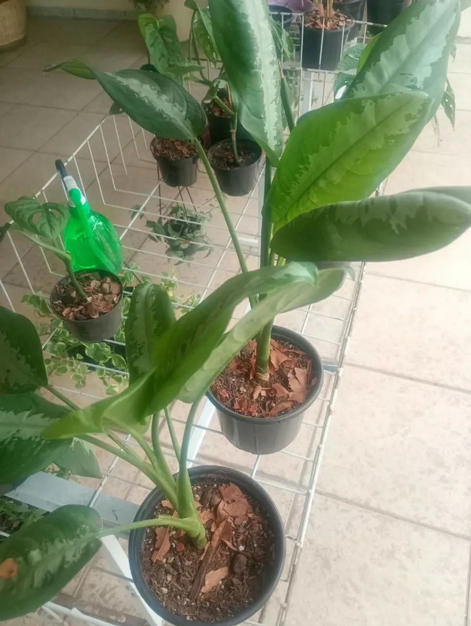 Vendo plantas - Foto 5