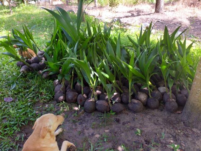Mudas de Coqueiro Anão - Foto 4