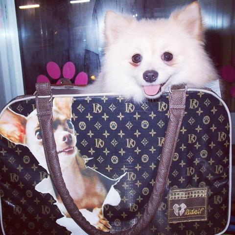 Um Encanto ! Lulu da Pomerânia anão
