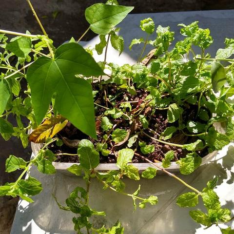 Mudas plantas medicinais