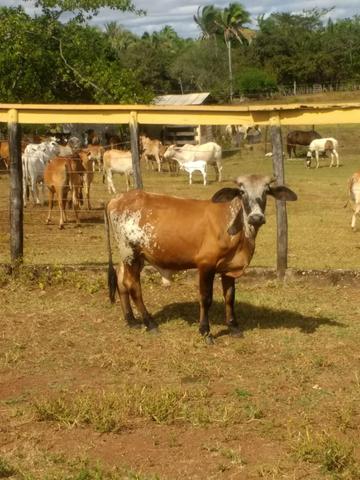 Garrotes Mestiços p Recria - Foto 4