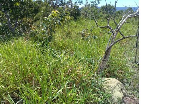 Galinha Morta, 1200 Hectares,500 Reses,Trator, porteira Fechada, Alto Paraguai ?MT - Foto 2