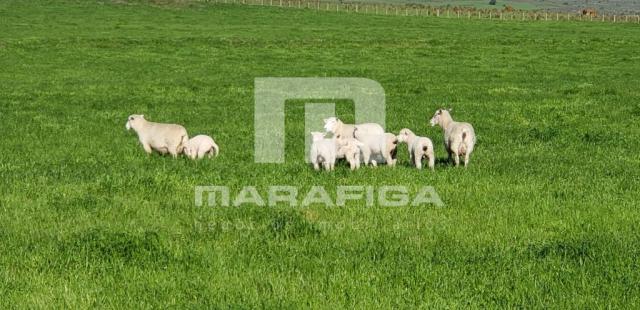 Chácara à venda em Uruguai, Uruguai cod:5557 - Foto 2