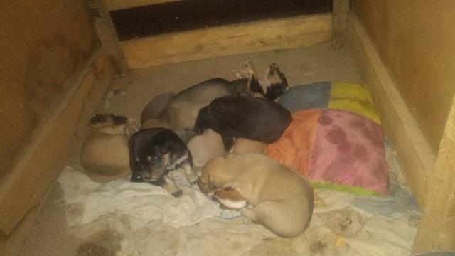 Adoção em Caruaru - Foto 2