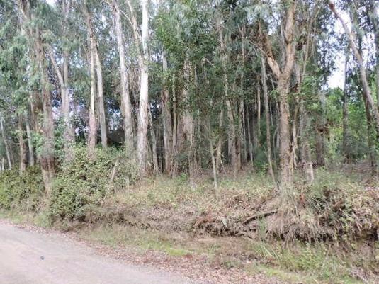 Chácara à venda em Desvio rizzo, Caxias do sul cod:206 - Foto 4