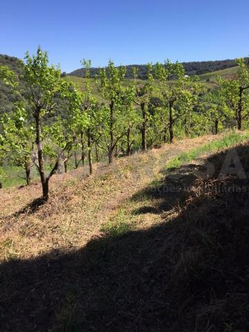 Terreno à venda em Ana rech, Caxias do sul cod:612 - Foto 5