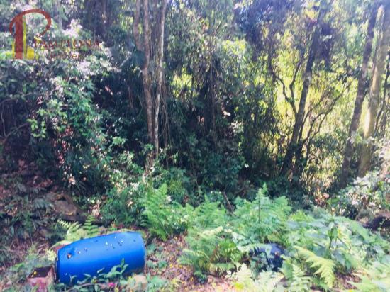 Sítio à venda em Ribeirão souto, Pomerode cod:1875 - Foto 16