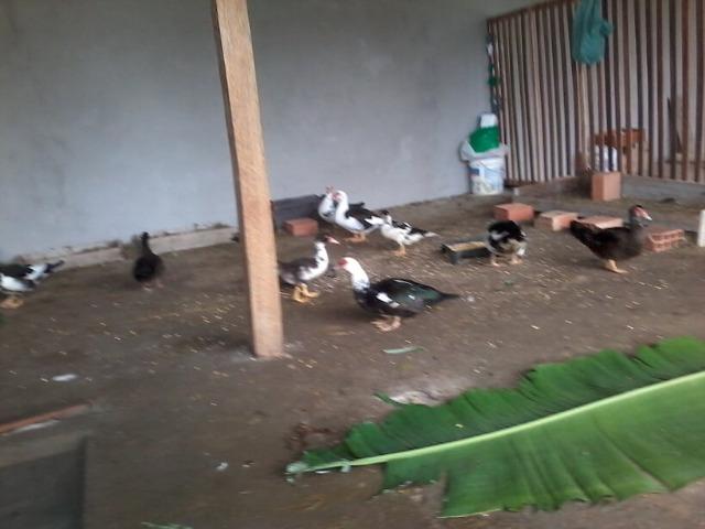 Alugo ou Vendo terreno 22x50m, na zona rural de Iranduba - Aluguel R$ 400- Venda R$ 50mil - Foto 13