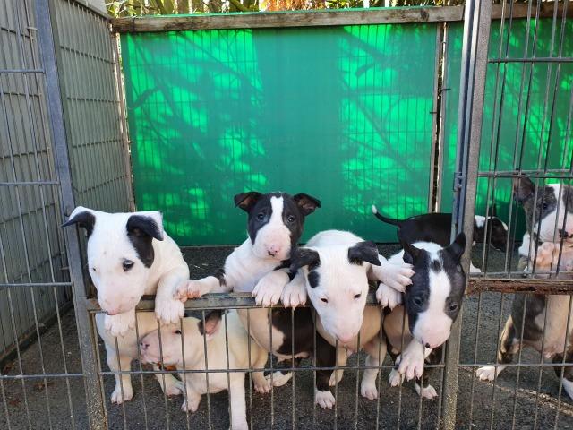 Bull Terrier Inglês pirata/fulvo/tricolor/white e black brindle, machos e fêmeas! - Foto 2