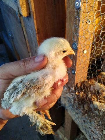 Pintinho Brahma Dark