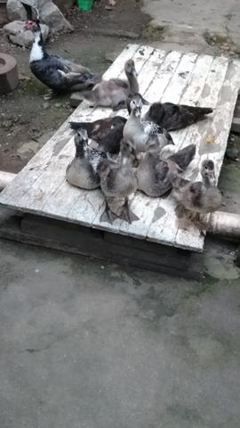 Patos