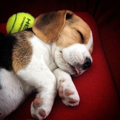 Beagle exóticos!!!
