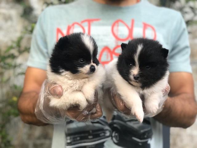 Spitz Alemão padrão CBKC, com suporte e assistencia Vet gratuita - Foto 2