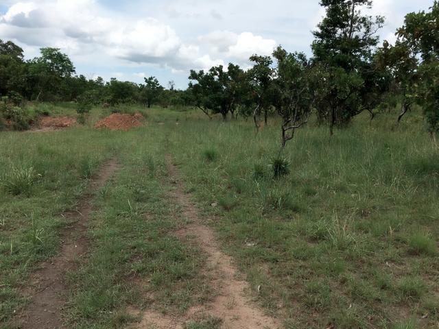 Fazenda Pedro Afonso-TO - Foto 9