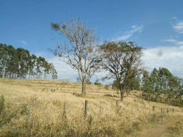 Fazenda Pecuária Santa Cecilia do Pavão PR - Foto 9