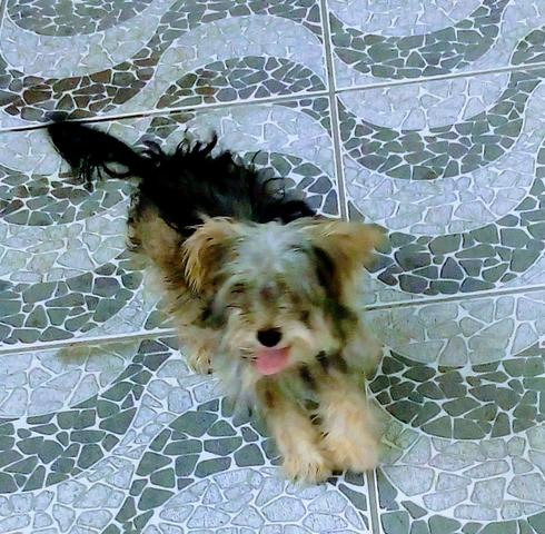 Cadela ( Raça =, schnauzer )