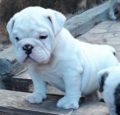 Bulldog inglês com Pedigre - Foto 5