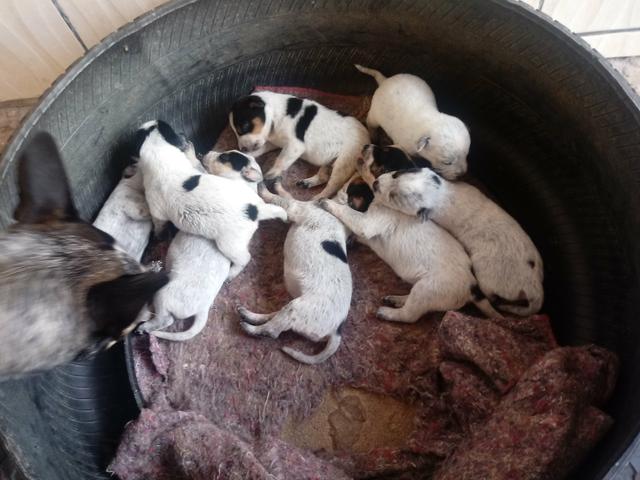 Vendo filhotes de blue heeler - Foto 4