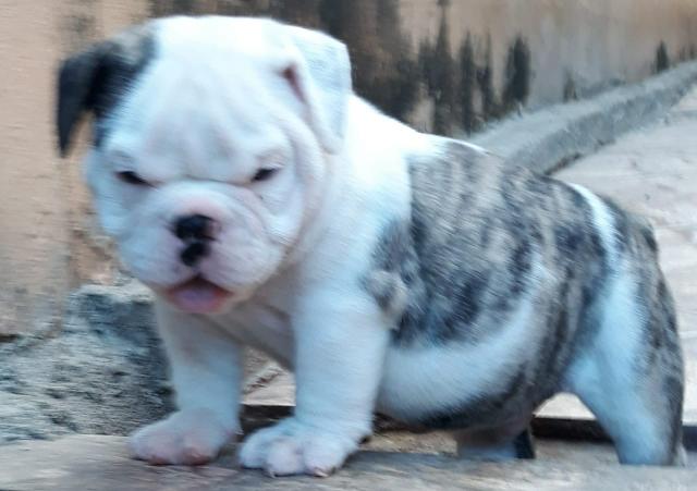 Bulldog inglês com Pedigre
