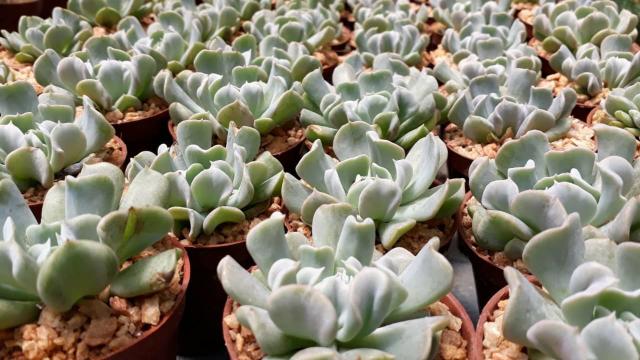 Suculentas e mini cactos - Foto 6
