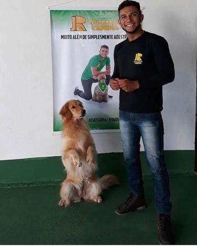 Adestramento Domiciliar - Foto 4