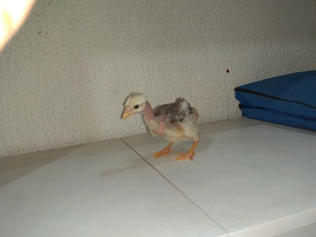 Pintinhos caipira - Foto 5