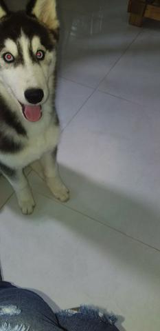 Hunsky Siberiano (Lobo)