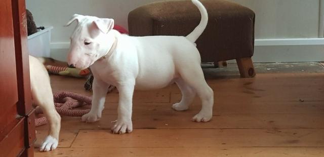 Bull Terrier machos e fêmeas disponíveis!! assistência veterinaria gratuita - Foto 2