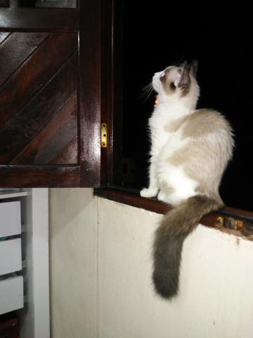 Me Adota - Foto 4