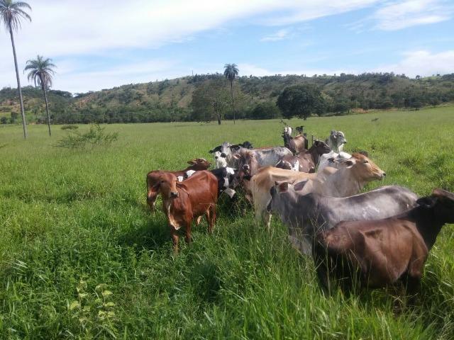 Jequitiba!! Linda fazenda de 33,4 ha WhtsAPP * Guilherme - Foto 2