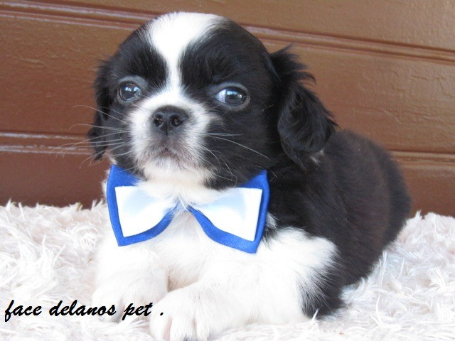 Spaniel tibetanos bebes delanos pet pronta entrega procedência unica ! - Foto 3