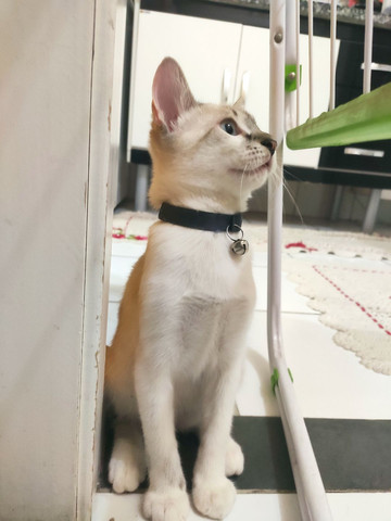 Gato siamês macho doação - Foto 2