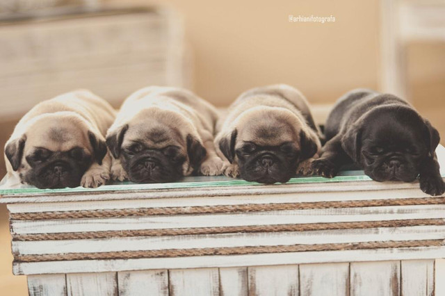 Filhotes de pug - Pura genética