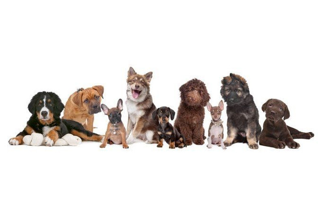 Procuro cachorro porte pequeno