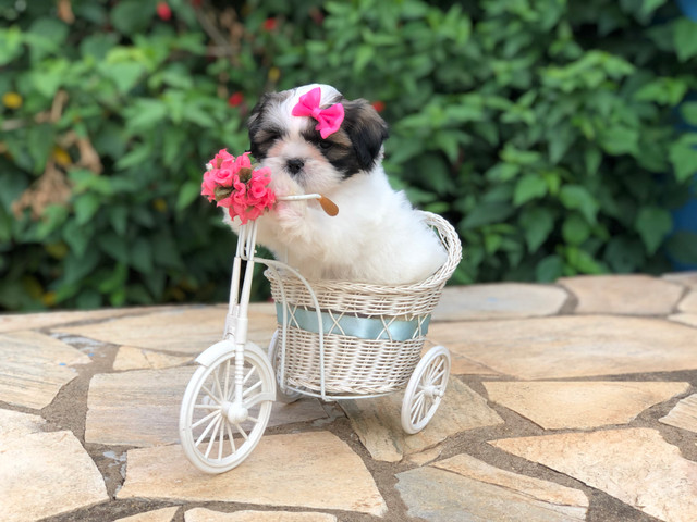 Fêmea de Shih Tzu Mini alto Padrão