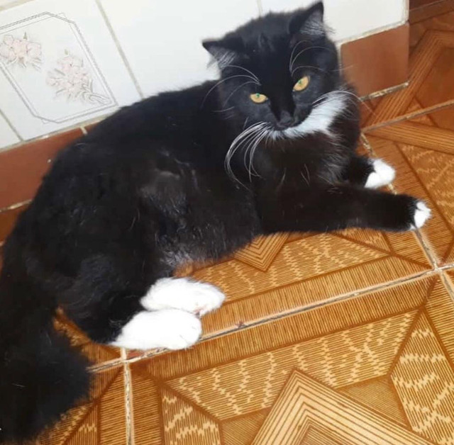 Doa-se gata muito amorosa , enteressados olhem a descrição