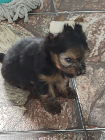 Yorkshire terrier - Foto 3