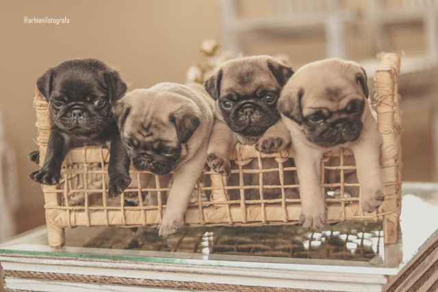 Filhotes de pug - Pura genética - Foto 3