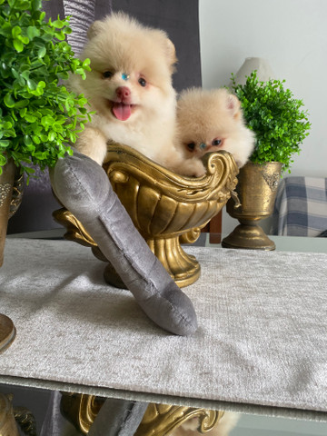 Spitz alemão anão macho