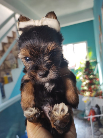 Yorkshire terrier - Foto 4
