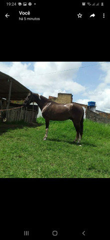 Cavalo mangalarga macha picada... - Foto 2