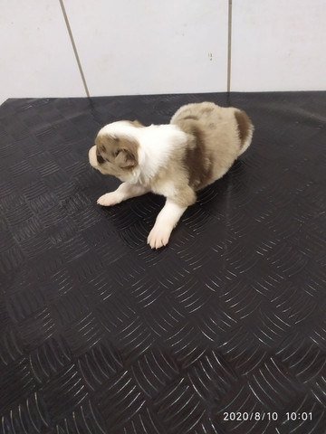 Border Collie