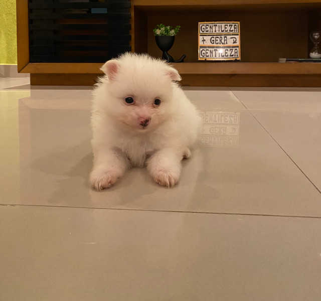 Filhotes Spitz Alemão - Foto 5