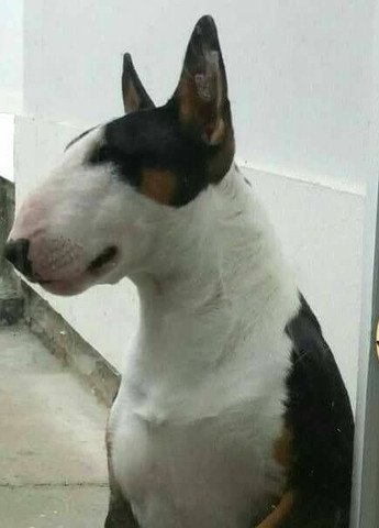 Casal de Bull terrier inglês diferenciados