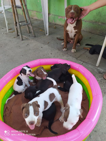 Filhotes de Pitbull disponível - Foto 5