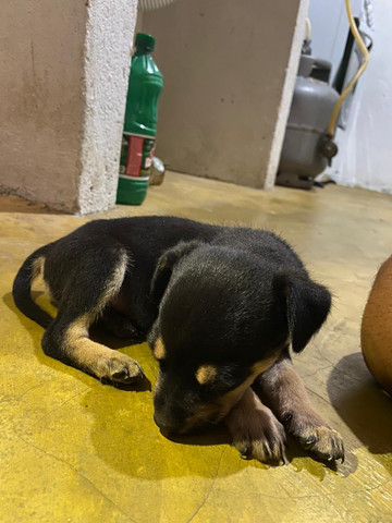 Cachorrinho de raça Pastor-de-beauce, mestiço ! 2 macho e 1 fêmea ? - Foto 3