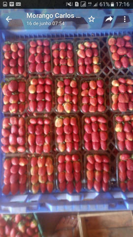 Morangos congelado - Foto 6