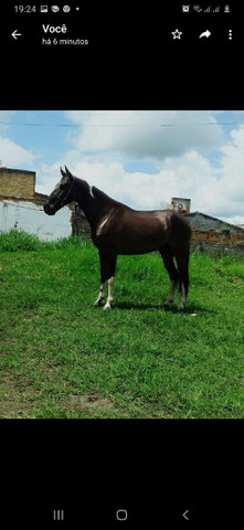 Cavalo mangalarga macha picada... - Foto 3